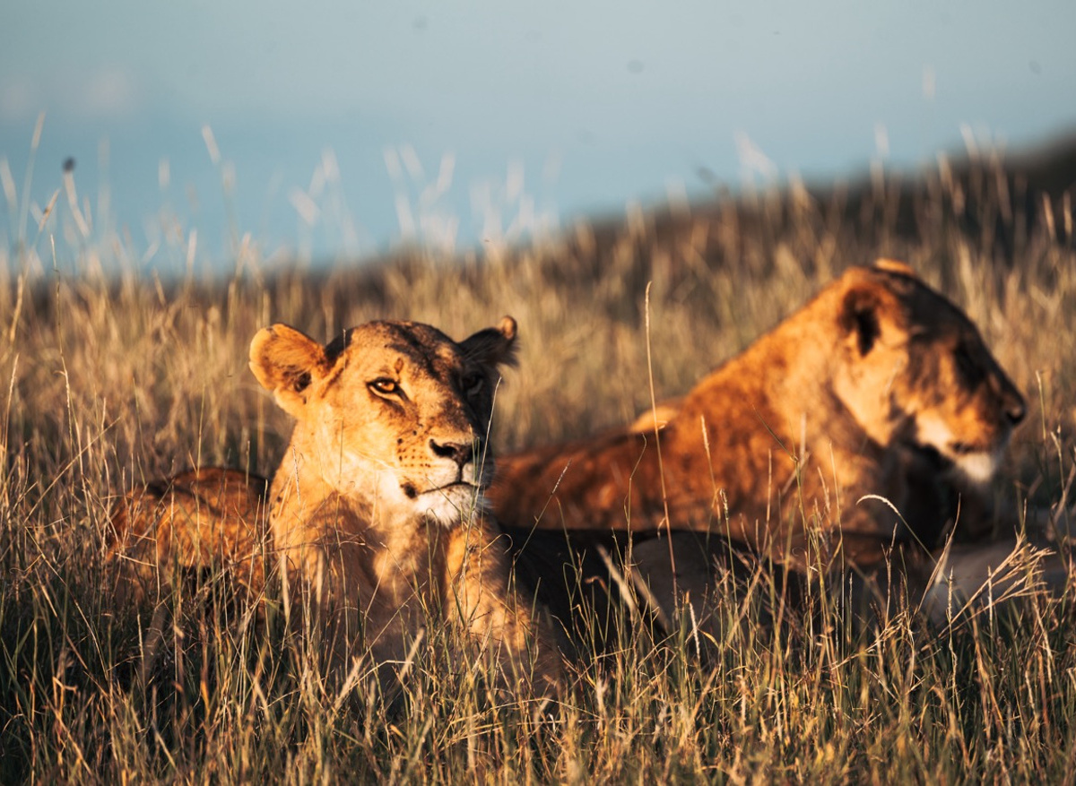 Two lionesses resting in Borana Conservancy 