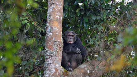 Gishwati Chimp Wilderness Safaris Rwanda