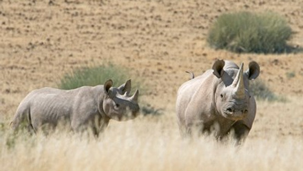 Wilderness Safaris Namibia_Desert Rhino Camp.jpg