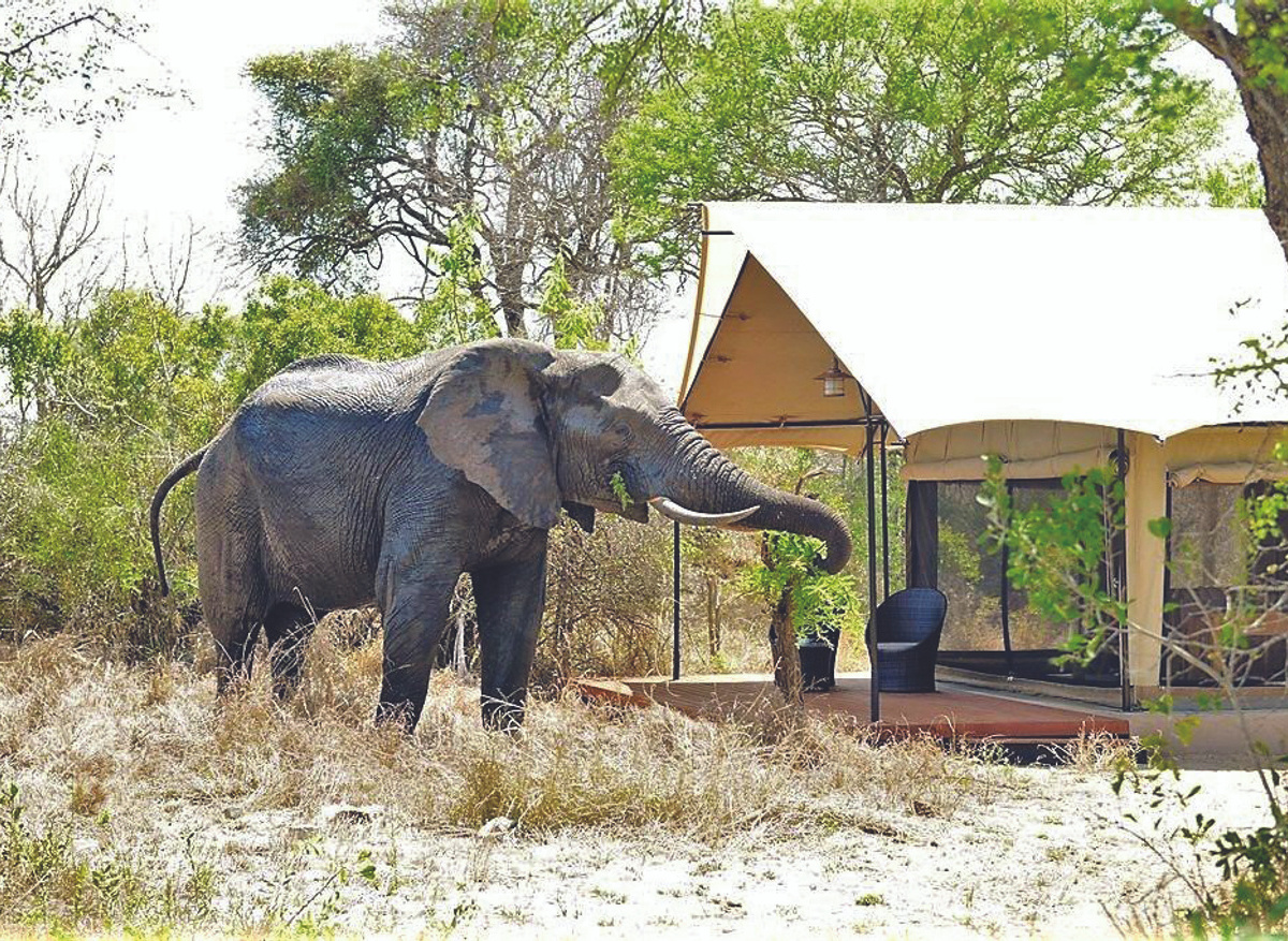 Elephants at Khoka Moya