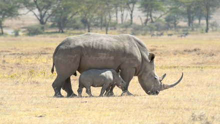 Intl Rhino Foundation-cow-and-calf.jpg