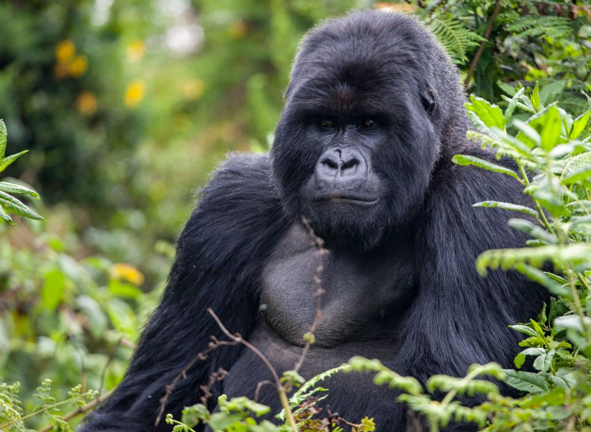 Volcanoes National Park