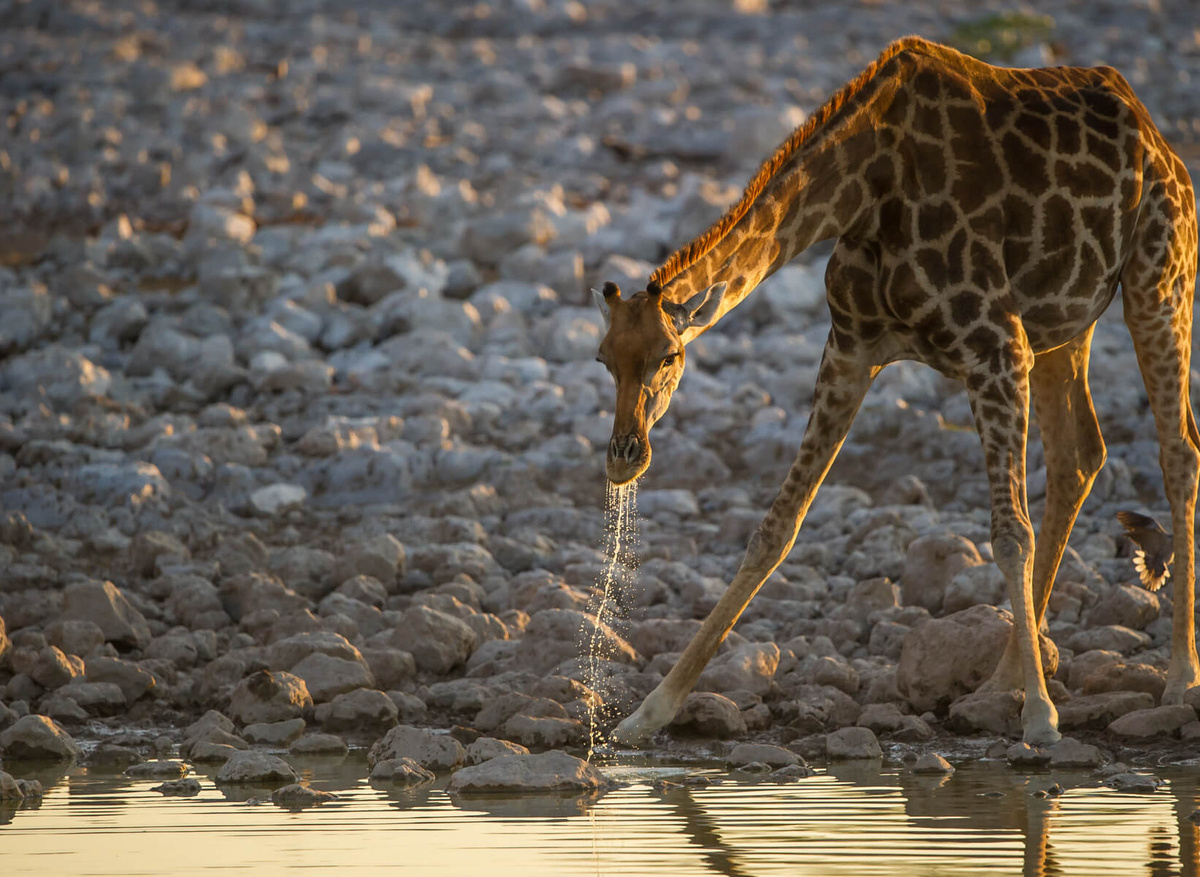 Giraffe Etosha