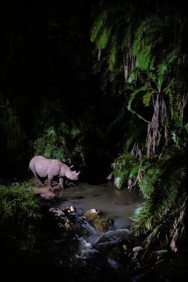 Camera Traps Reveal Hidden Life in the Maasai Mara
