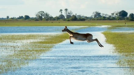 Wilderness Safaris_Okavango Delta.jpg