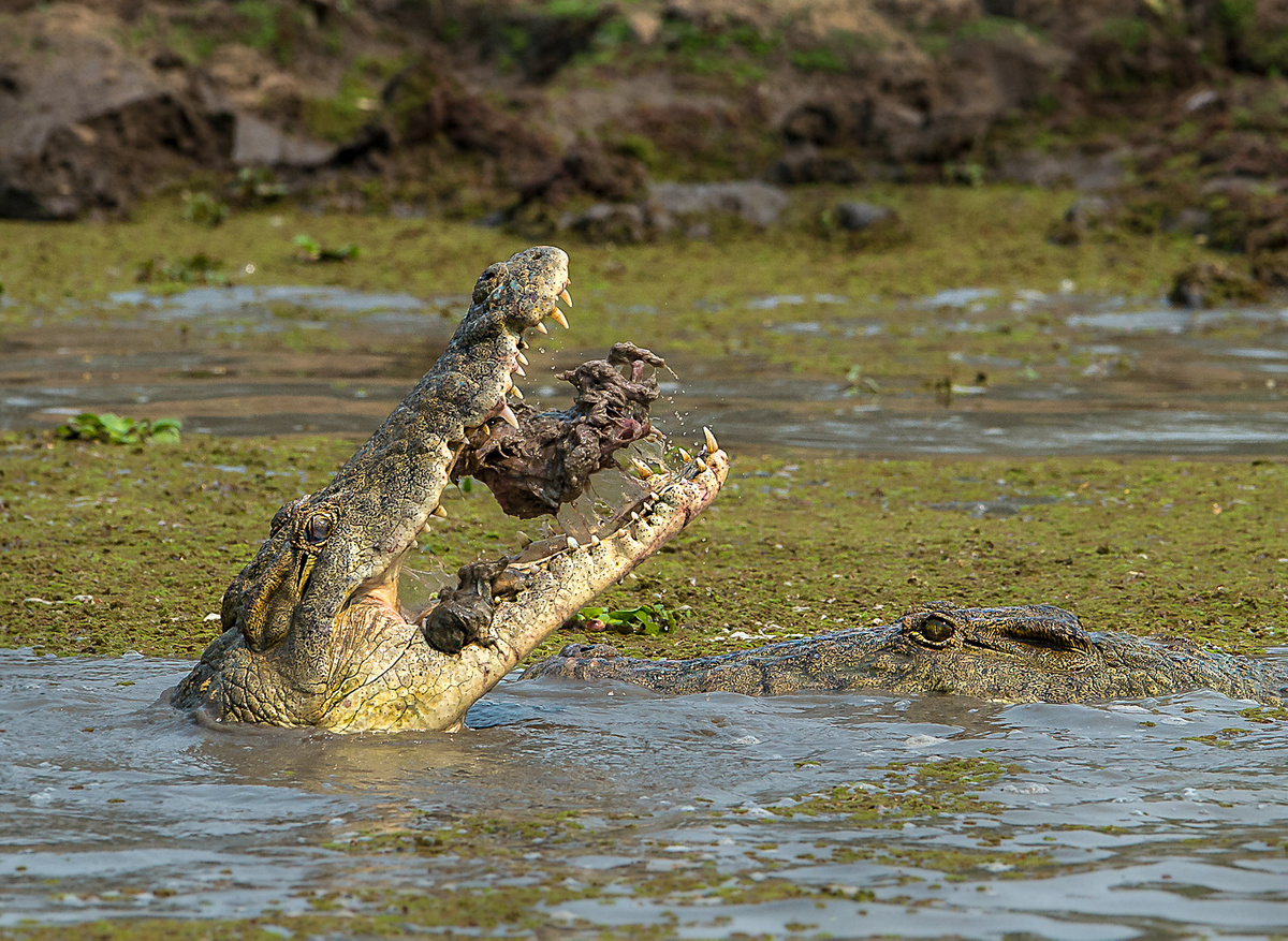 Nile Crocodile