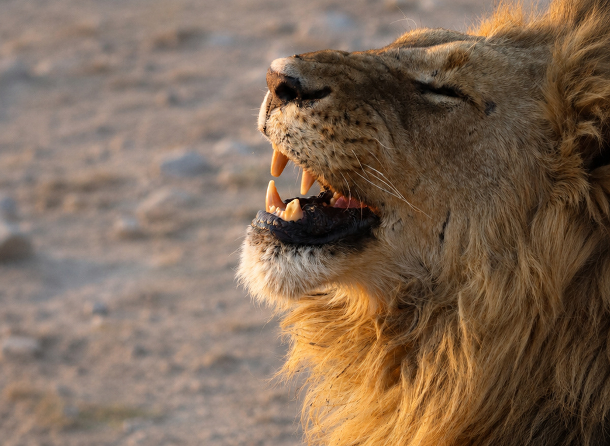Male Lion