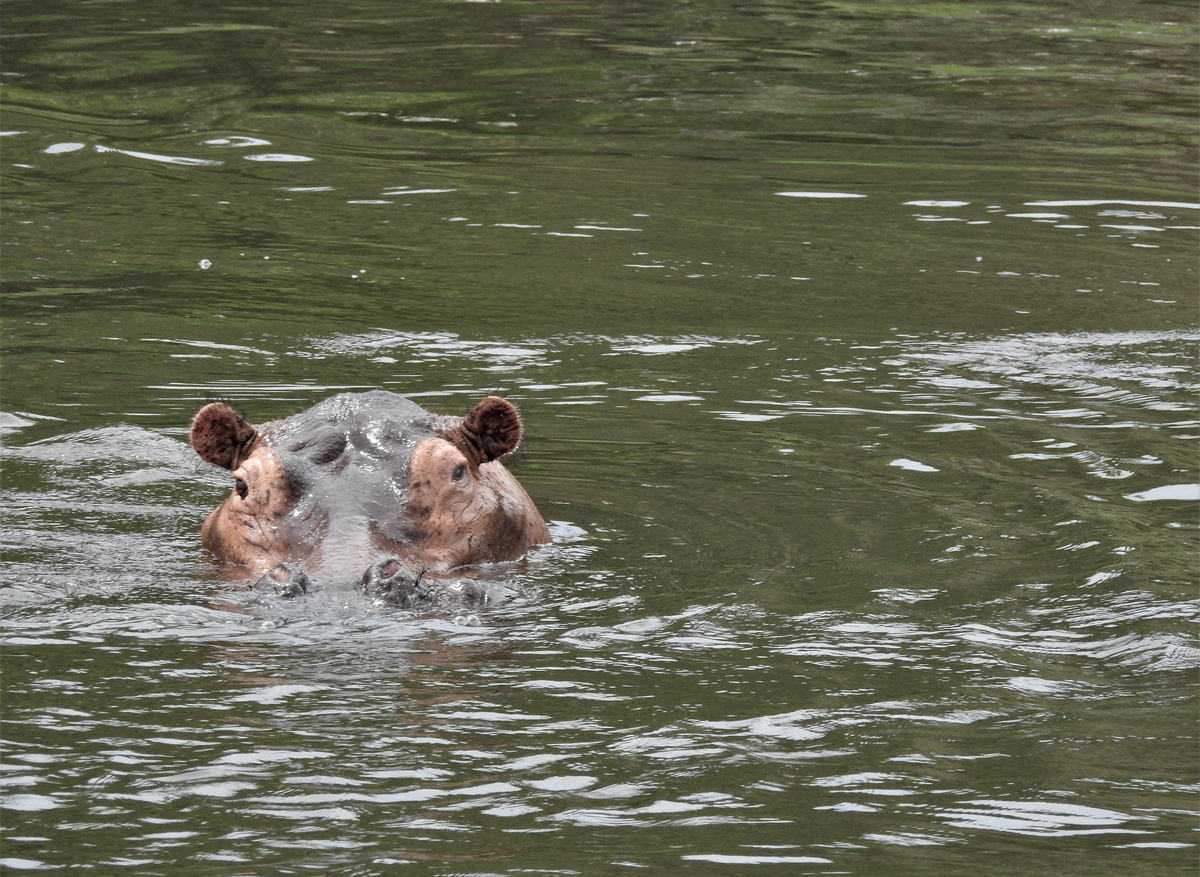 Kazinga Channel hippo
