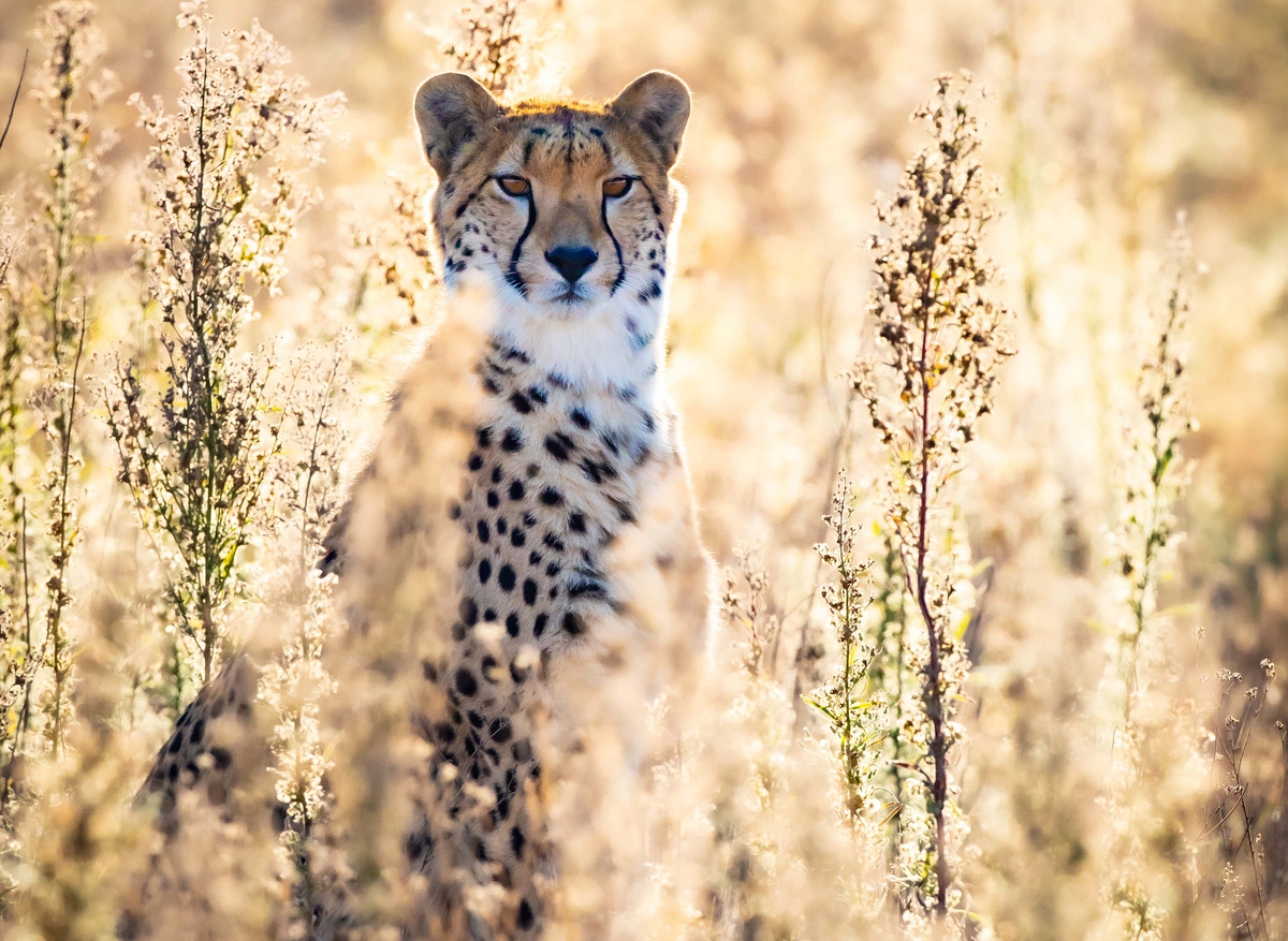 Wildlife- Cheetah 