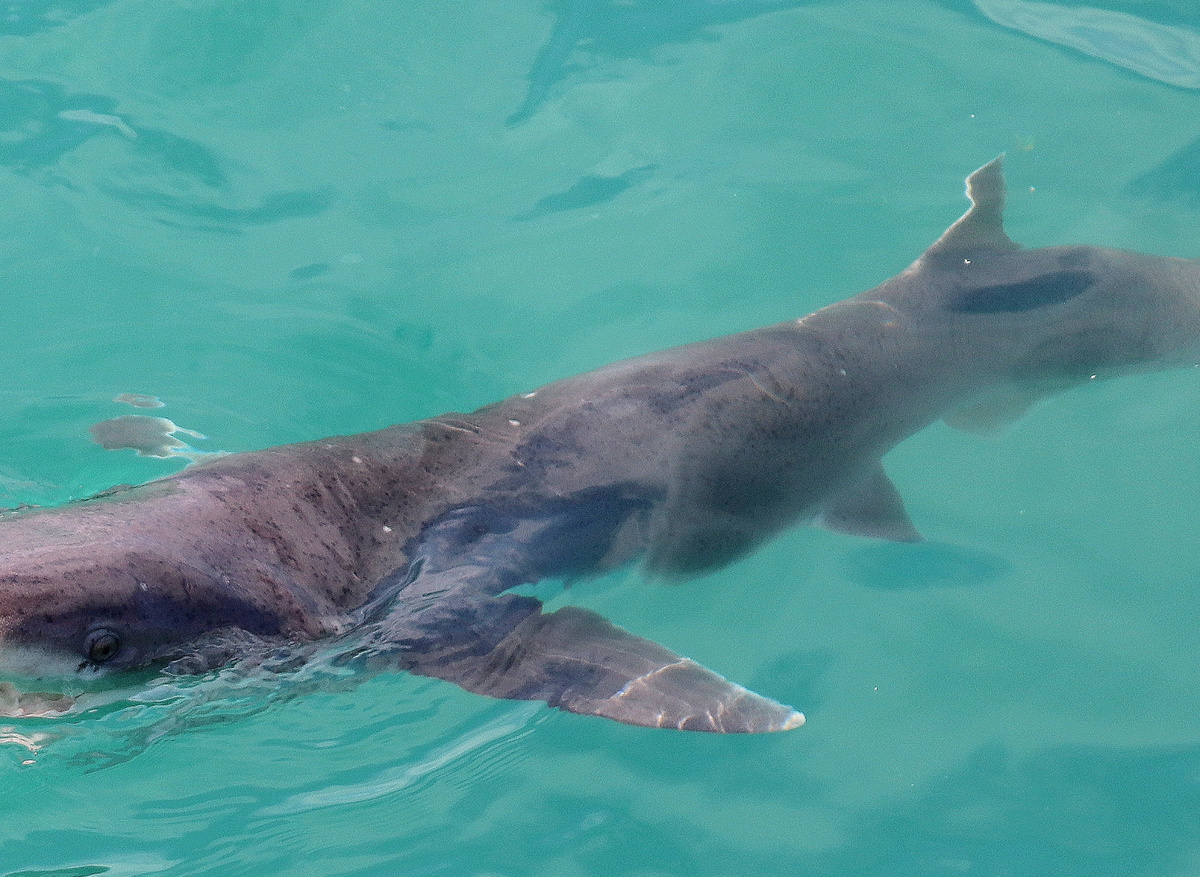 Broadnose Sevengill Shark