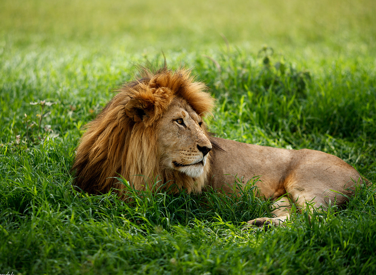 Nice male lion.jpg