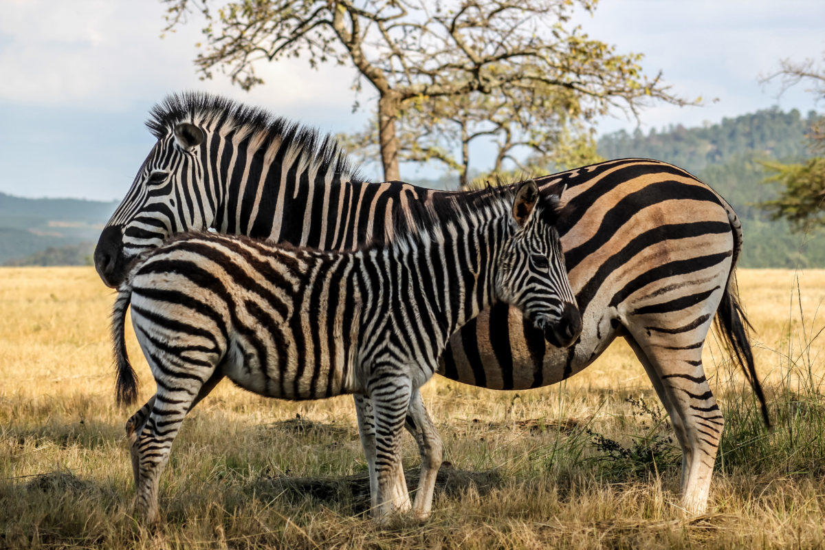 Mlilwane Wildlife Sanctuary.jpeg 1