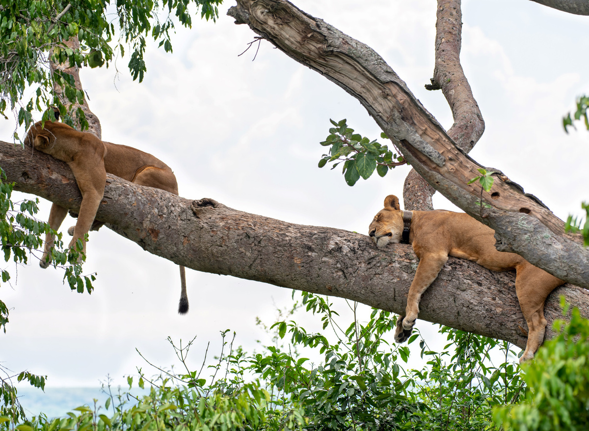 Tree Climbing Lions 