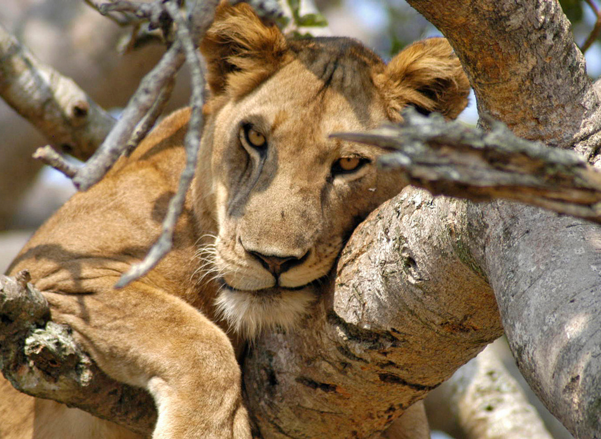 Tree Climbing Lion_QENP.jpg