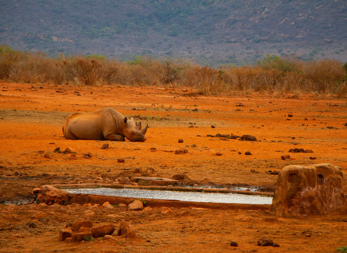 Tsavo Drive-332 (1) (1).jpg