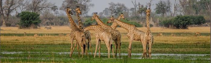 Amazing Africa Webinar Image.jpg