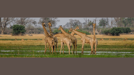 Amazing Africa Webinar Image.jpg
