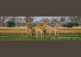 Amazing Africa Webinar Image.jpg