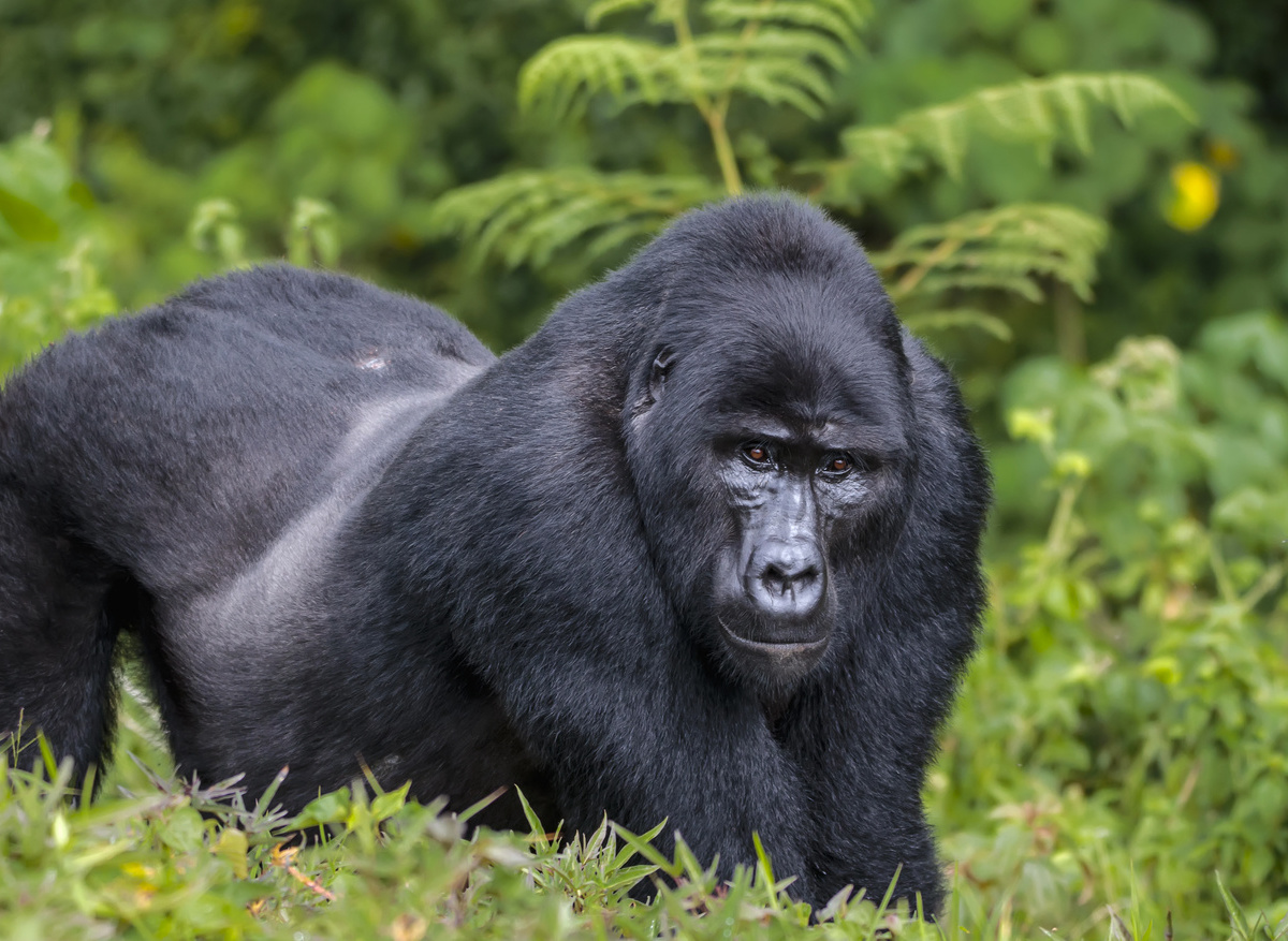 Silverback