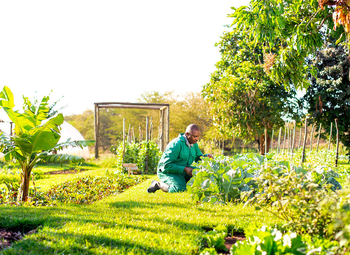 Vegetable garden.jpg