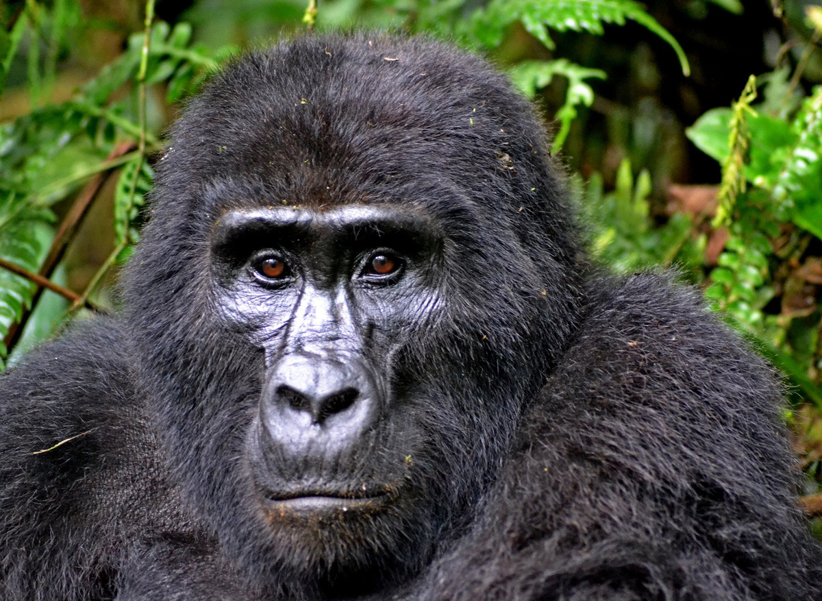 gorilla-3928903_edt (1).jpg