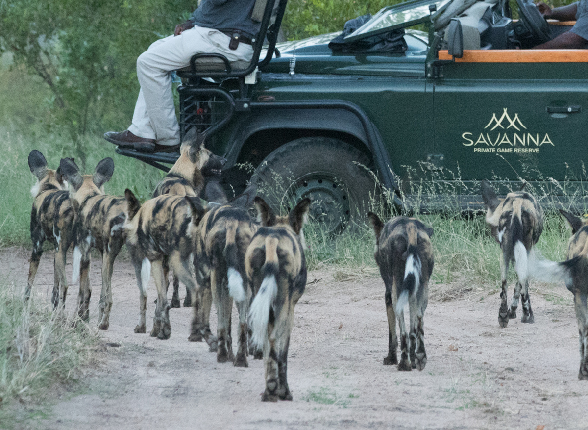 Savanna Safaris Wild Dog