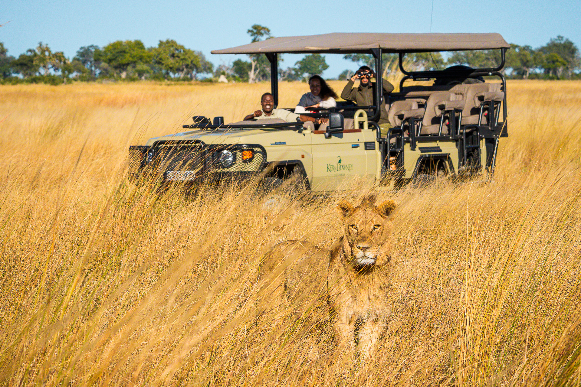 Kanana_gamedrive_lion_closeup.jpg