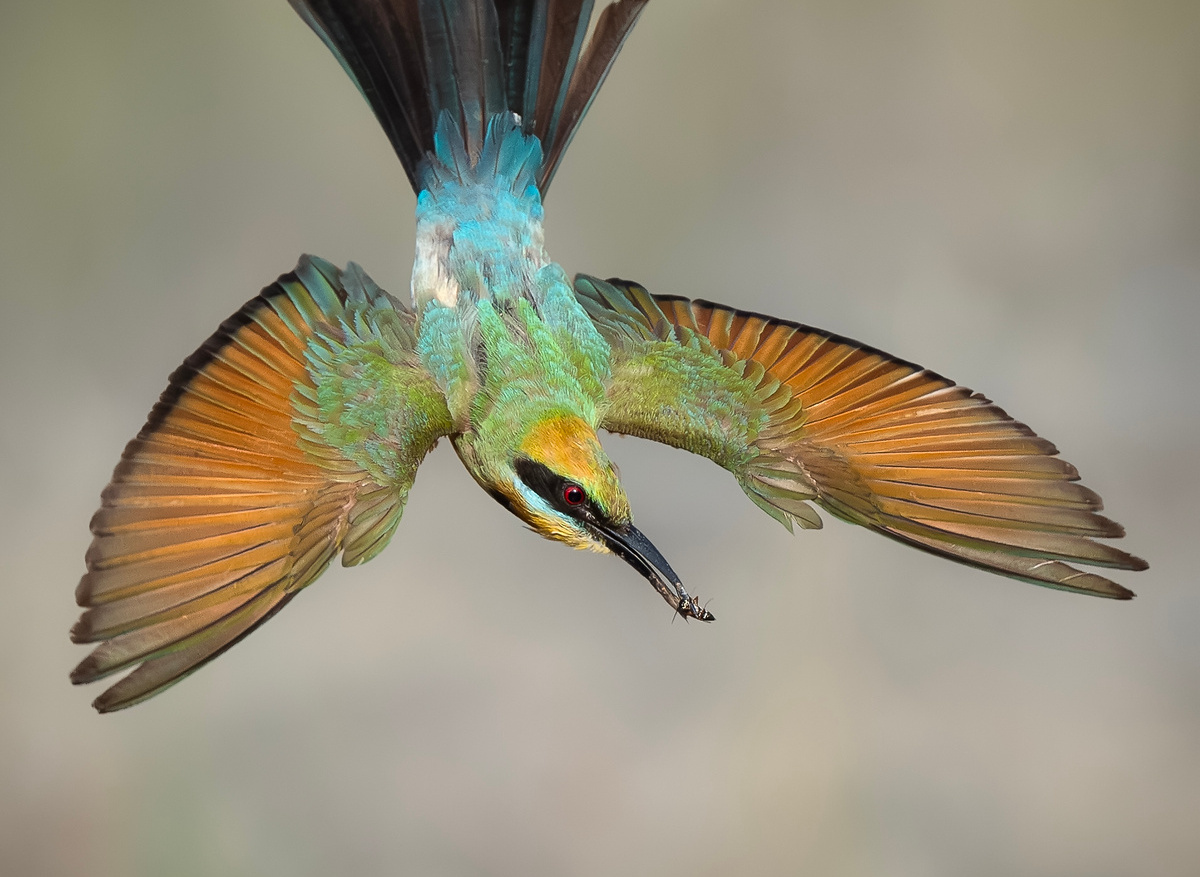 Rainbow bee-eater (Merops ornatus)