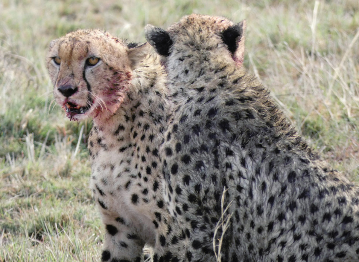 Cheetahs in Samburu