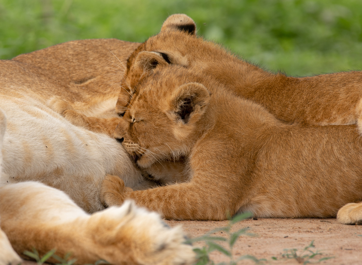 lion tracking experience 