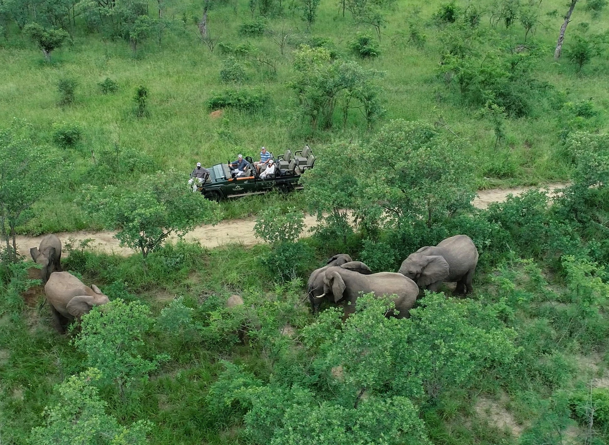 Savanna Safaris Elephant