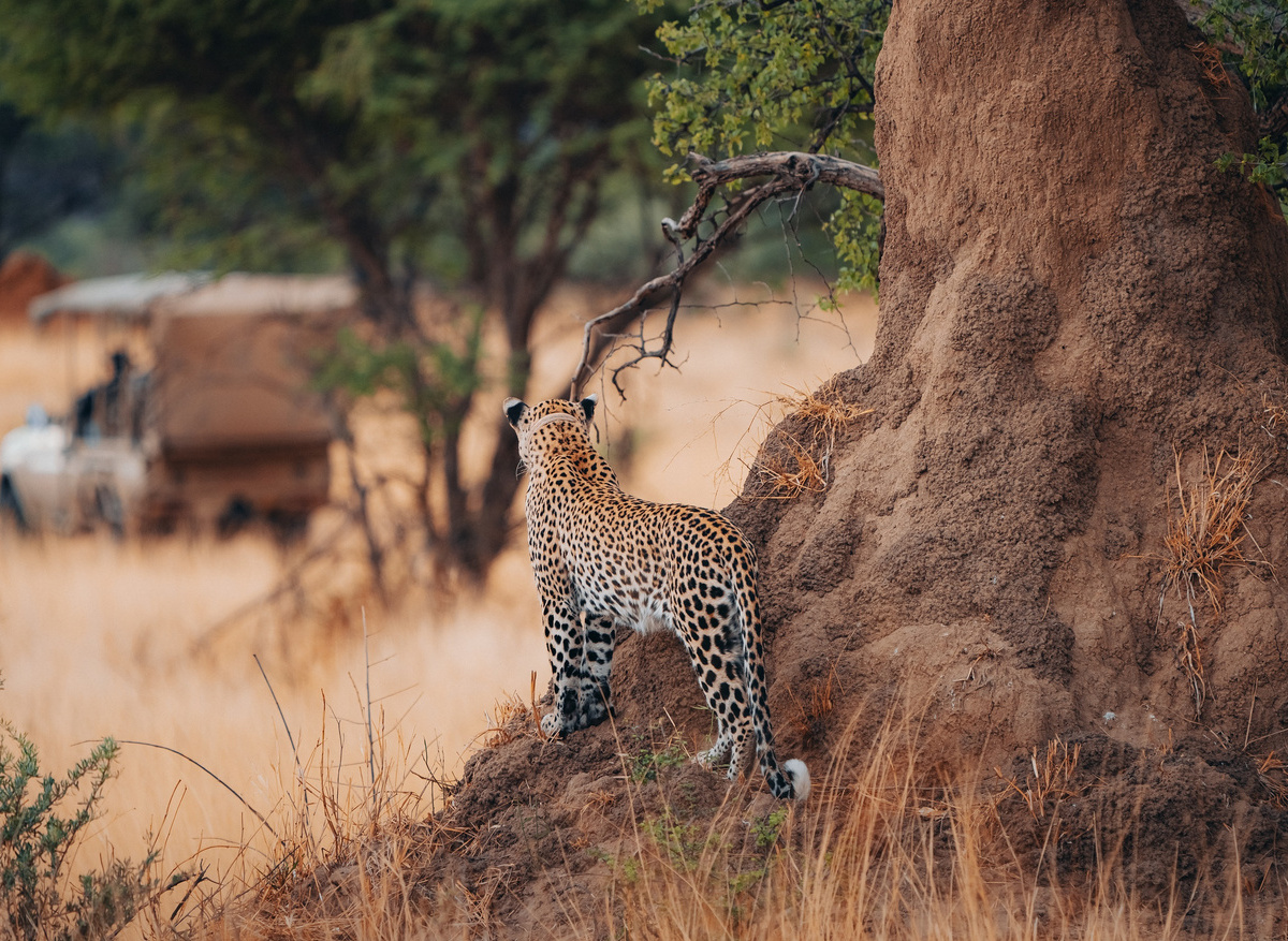 Okonjima - Leopard Tracking (2).jpg