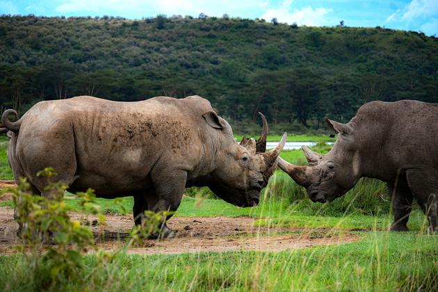 NatureExpeditionsAfrica.jpg