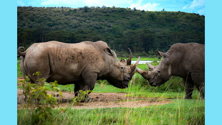 NatureExpeditionsAfrica.jpg