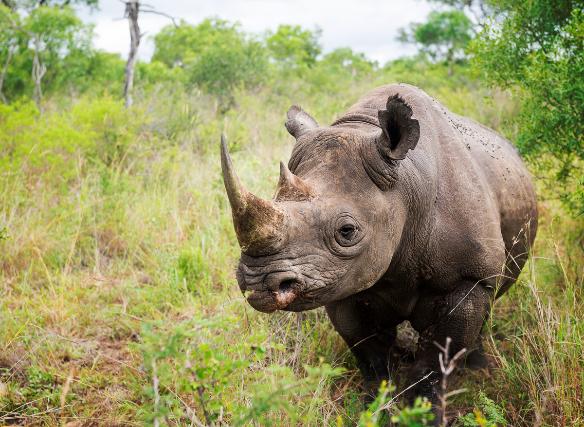 Wildlife SWZ Rhino 12 (JR).jpg