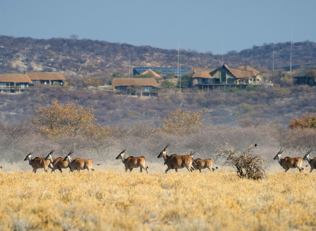 Safarihoek - Lodge with eland in the foreground.jpg