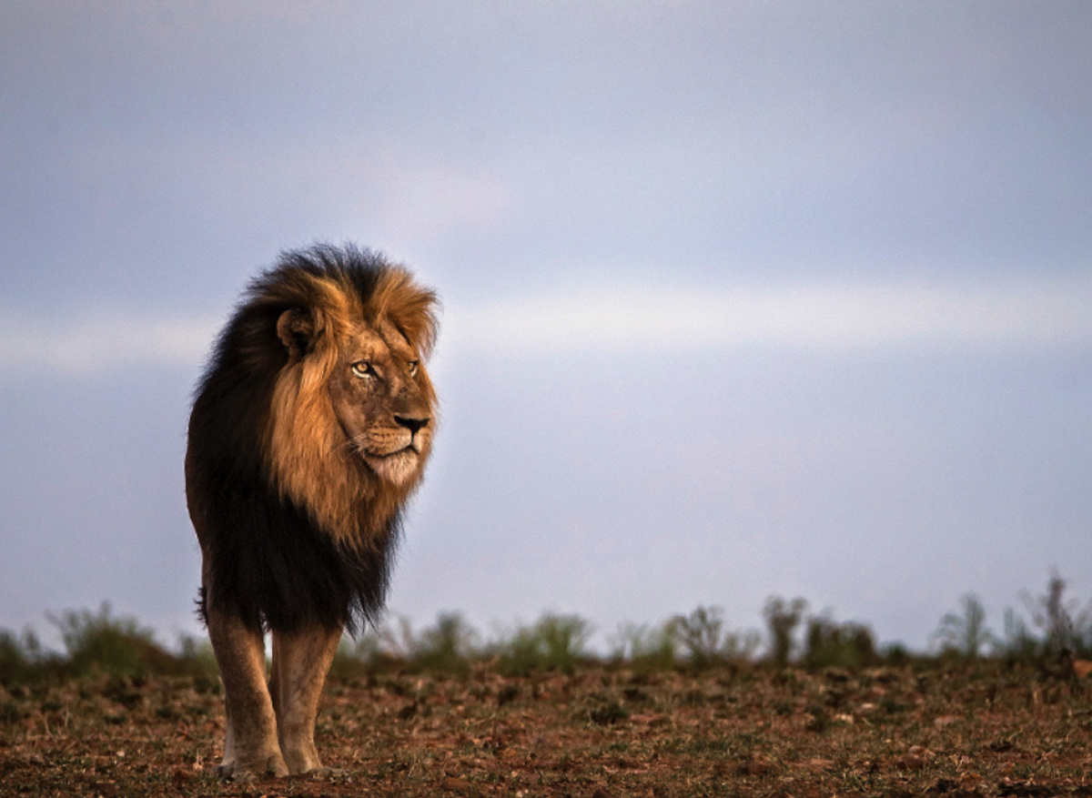 Discover Africa - Big Five safari at Kapama Private Game Reserve, South Africa