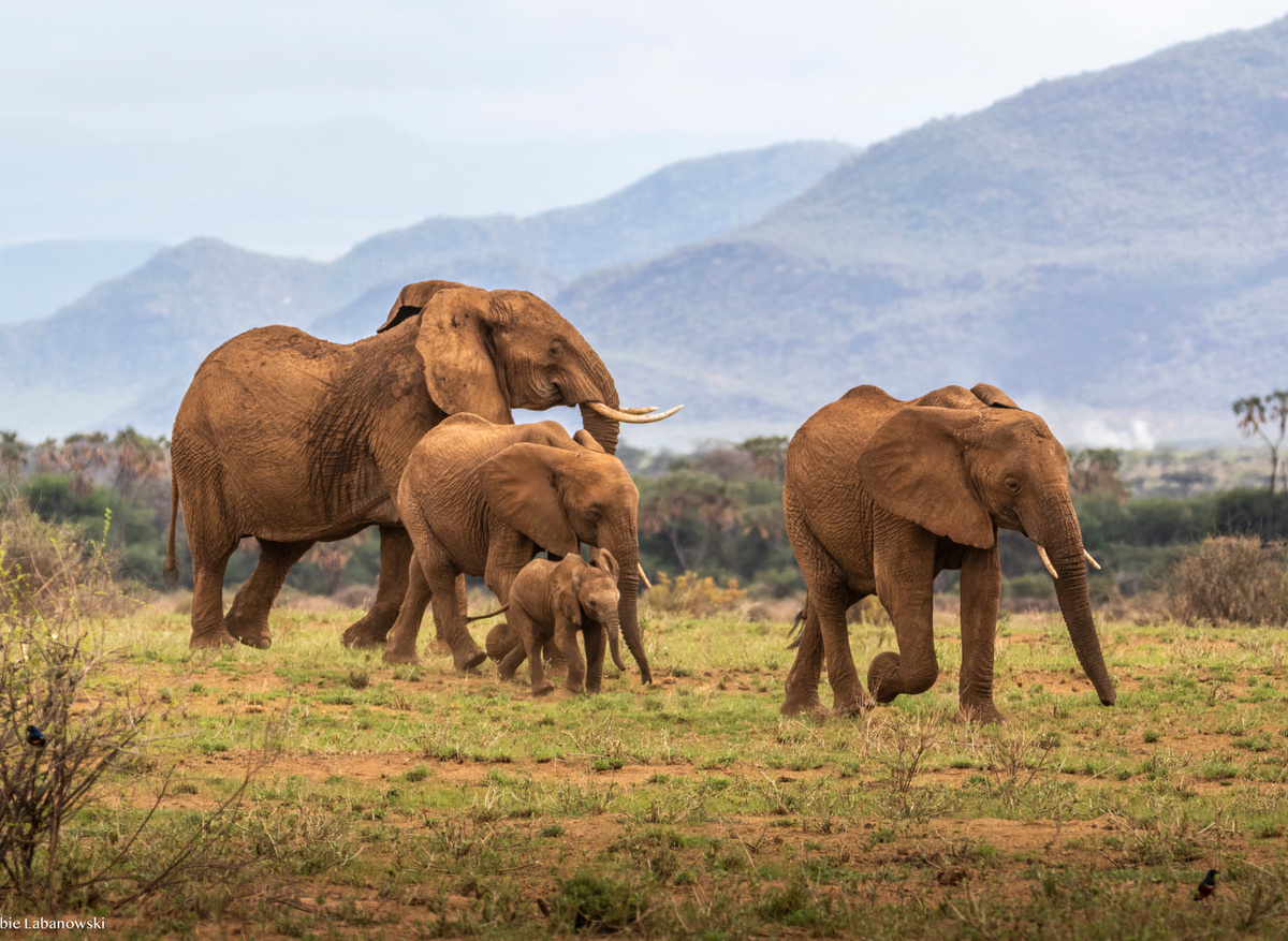 ELEPHANT WATCHING