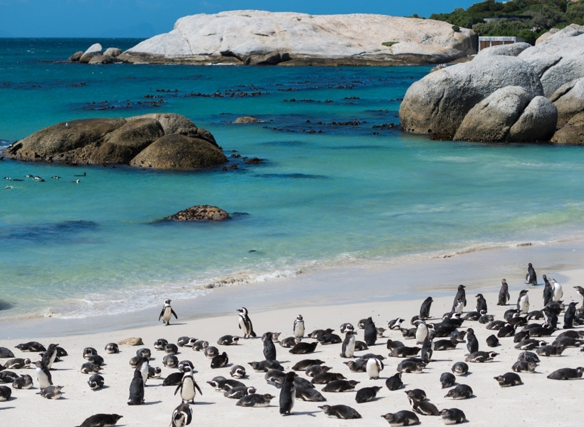 CAPE OF GREAT WALKS.jpg