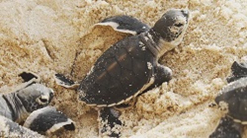 Baby turtle2.jpg