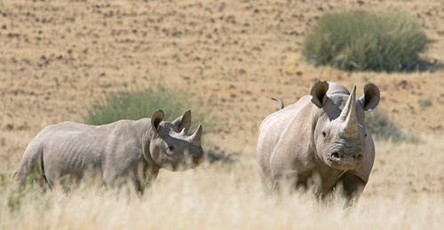 Wilderness Safaris news image Rhino.jpg