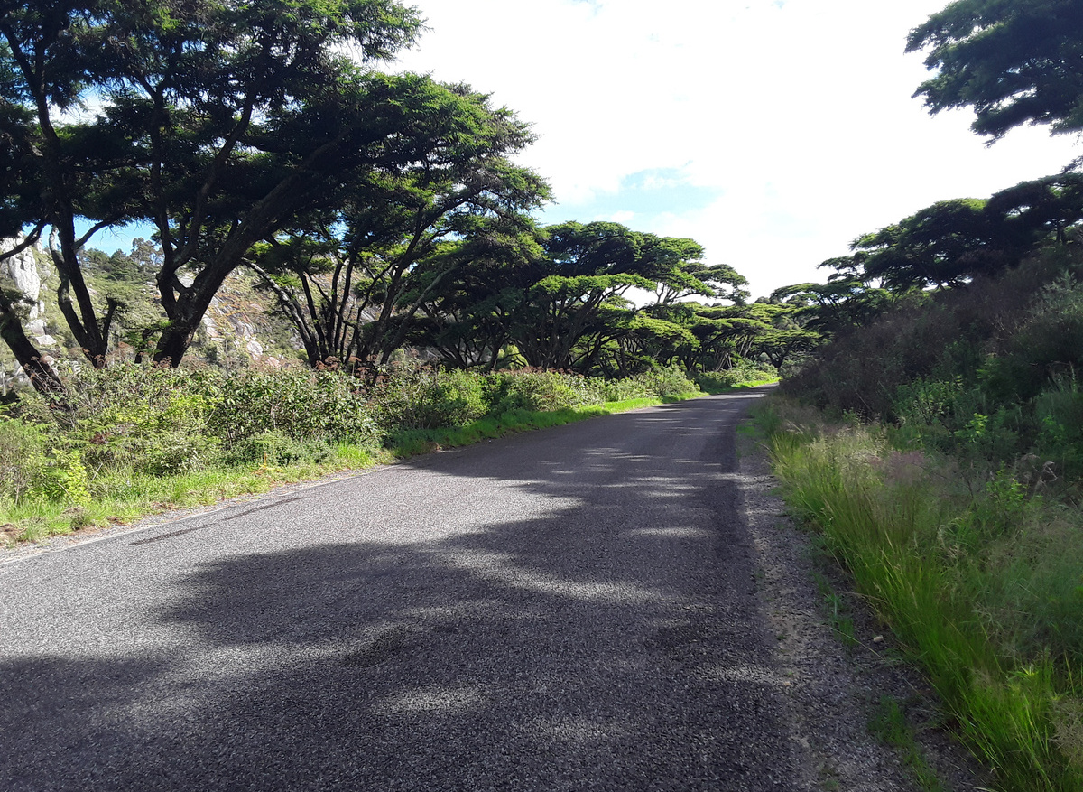 Acacia Flattop Trees Nyanga