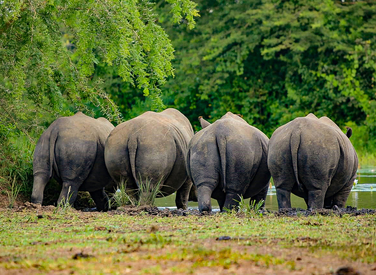 Rhinos grazing at Ziwa Rhino Sanctuary
