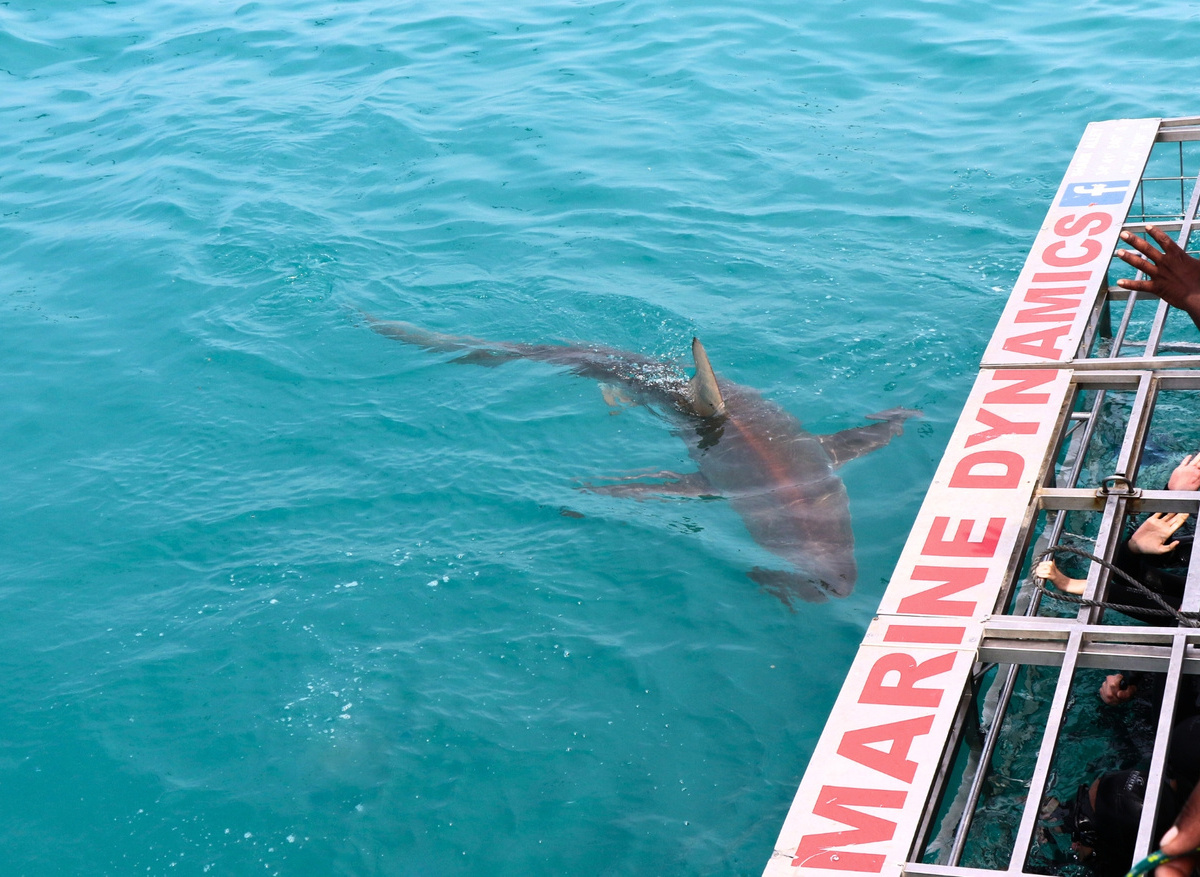 Shark Cage Diving