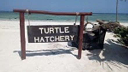 ACD Turtle Hatchery lr.jpg