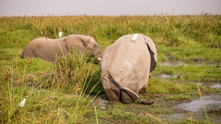 ELEPHANT NAMING (2).jpg