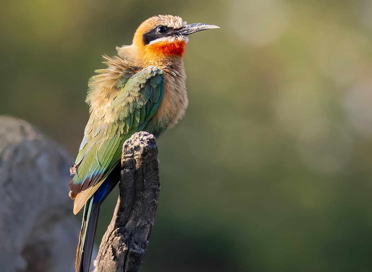 White-fronted bee-eater (Merops bullockoides) - Hwange, Zimbabwe