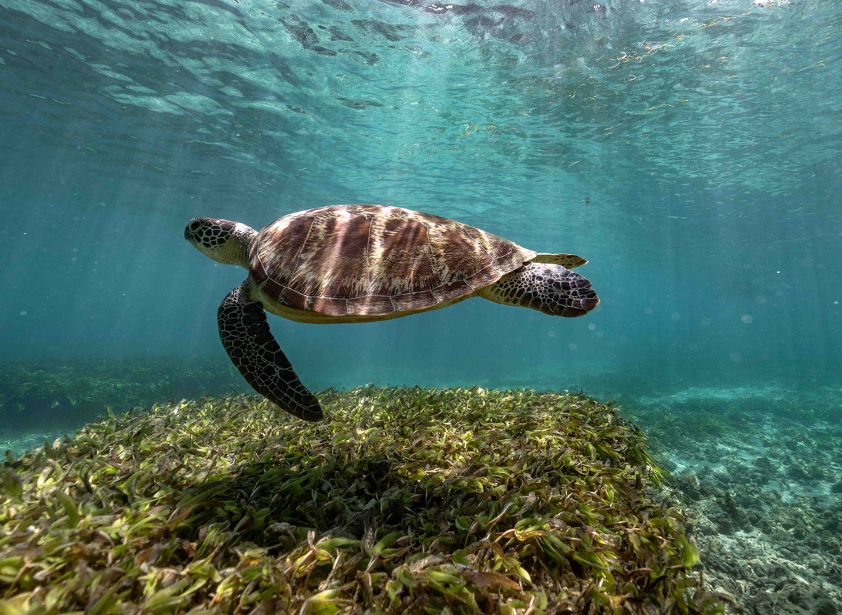 Time + Tide Tsara Komba - Snorkeling 