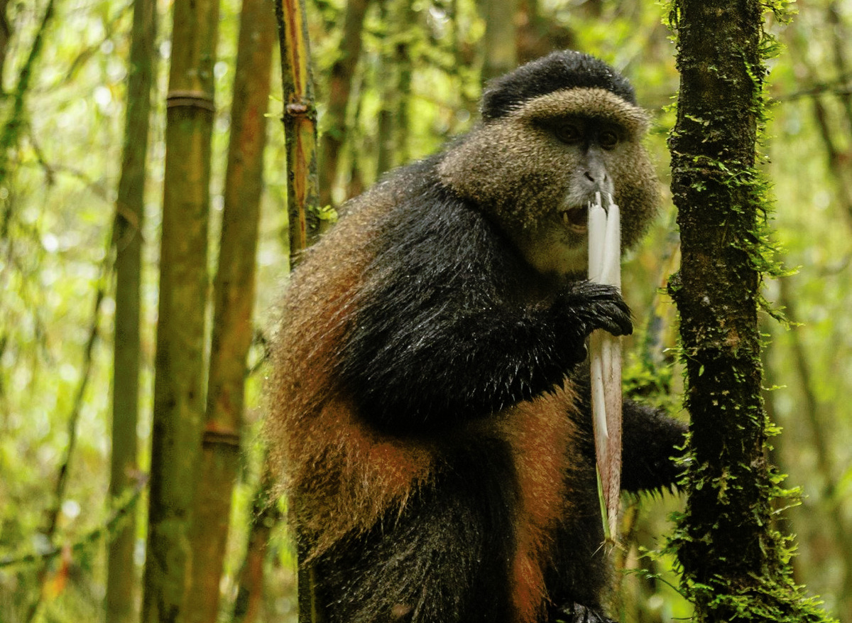 rwanda-golden-monkey-bamboo-forest.jpg
