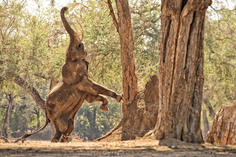 African Bush Camps_Zambezi_Expeditions_Mana_Pools_National_Park_Zimbabwe_elephant.jpg